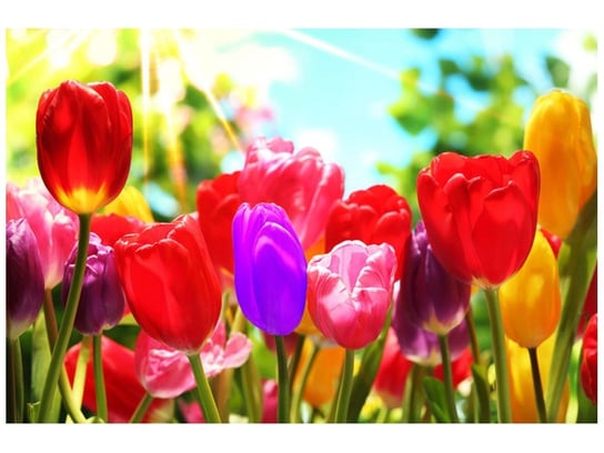 Fototapeta, Słoneczne tulipany, 8 elementów, 400x268 cm Oobrazy