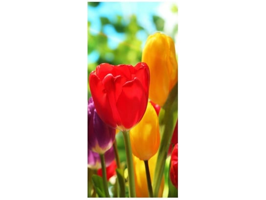 Fototapeta Słoneczne tulipany, 95x205 cm Oobrazy