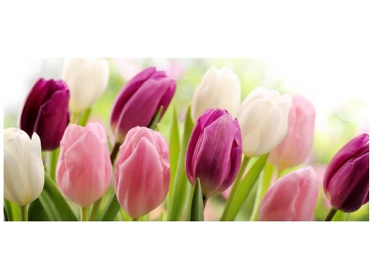 Fototapeta, Soczyste tulipany, 12 elementów, 536x240 cm Oobrazy
