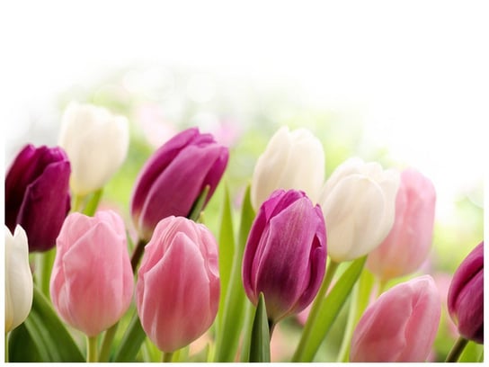 Fototapeta Soczyste tulipany, 2 elementy, 200x150 cm Oobrazy