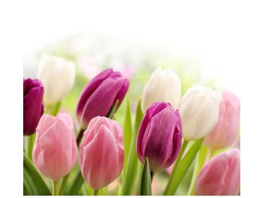 Fototapeta, Soczyste tulipany, 6 elementów, 268x240 cm Oobrazy