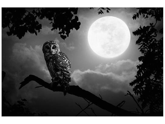 Fototapeta Sowa przy pełni księżyca, 200x135 cm Oobrazy
