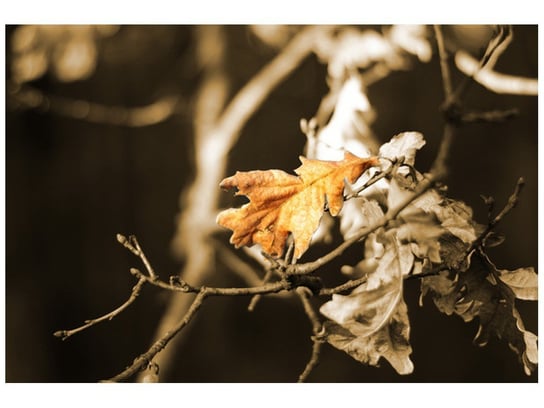 Fototapeta Suschy liść, 200x135 cm Oobrazy