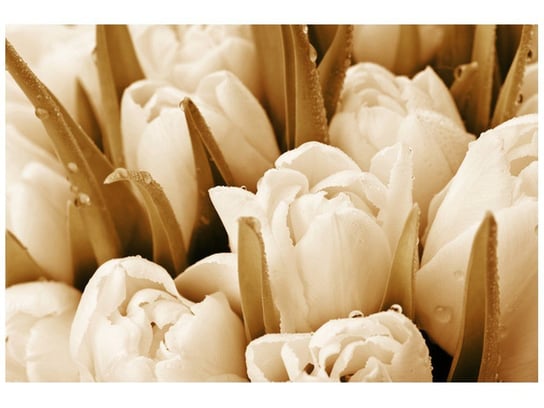 Fototapeta, Świeże tulipany, 8 elementów, 368x248 cm Oobrazy