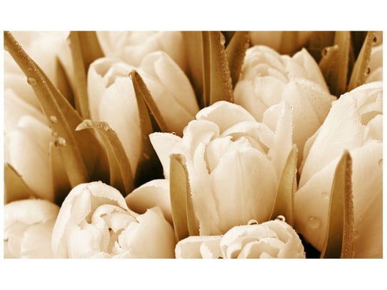 Fototapeta, Świeże tulipany, 8 elementów, 412x248 cm Oobrazy