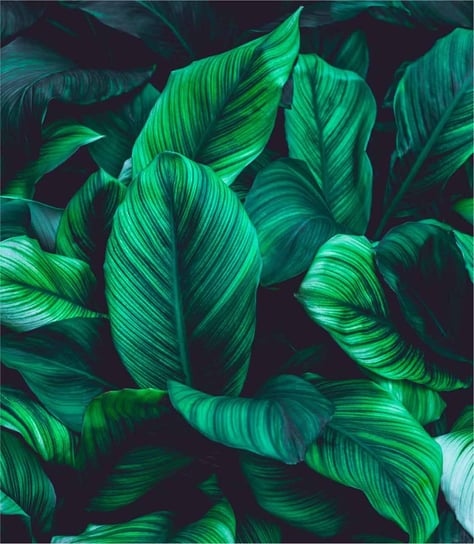 Fototapeta tapeta papierowa green leaves on dark background, bryt 50x280 cm Inna marka