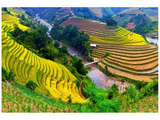 Fototapeta Tarasowe pola ryżowe, 200x135 cm Oobrazy