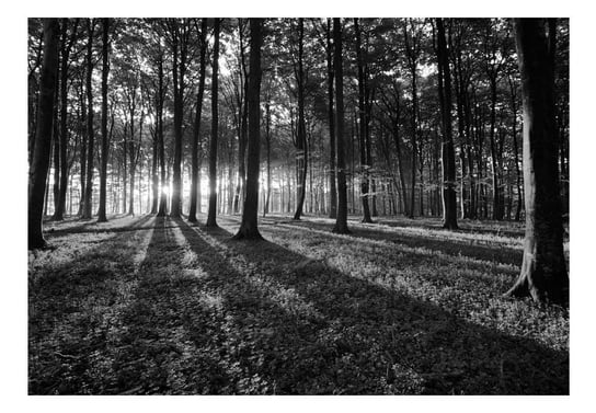 Fototapeta, The Light in the Forest, 300x210 cm DecoNest