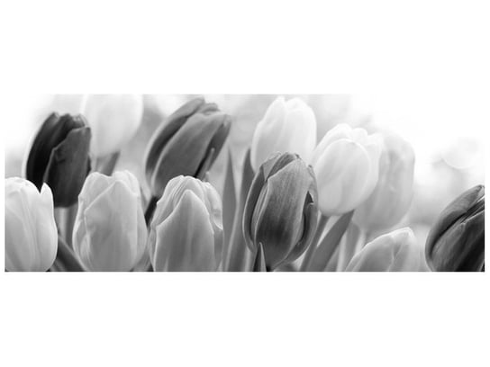 Fototapeta Tulipan, 2 elementy, 268x100 cm Oobrazy