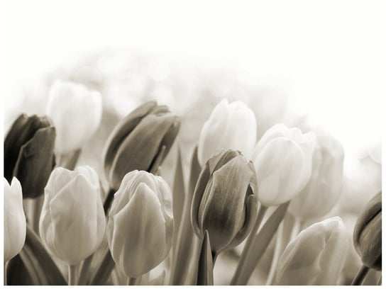 Fototapeta Tulipany, 2 elementy, 200x150 cm Oobrazy