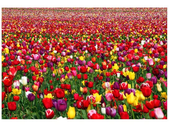 Fototapeta Tulipany, 200x135 cm Oobrazy