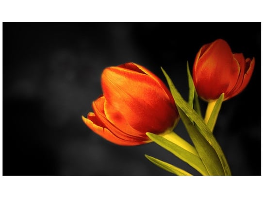 Fototapeta, Tulipany, 9 elementów, 402x240 cm Oobrazy