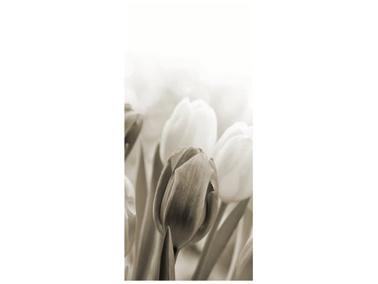 Fototapeta Tulipany, 95x205 cm Oobrazy