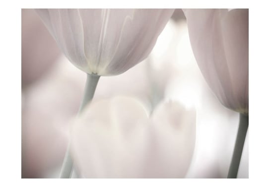 Fototapeta, Tulips fine art, black and white, 300X231 DecoNest