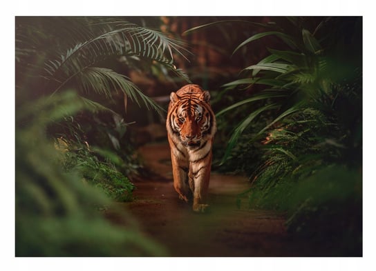Fototapeta Tygrys 3D Zwierzęta Dżungla Tapeta Ścienna 254X184 Consalnet