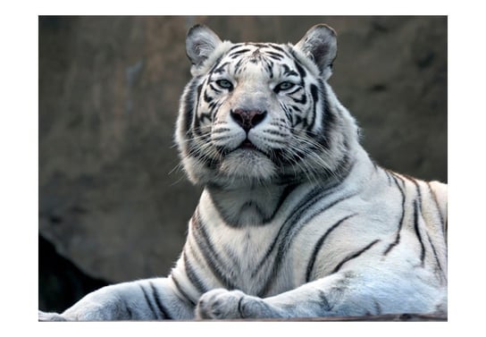Fototapeta, Tygrys bengalski w zoo, 300X231 DecoNest