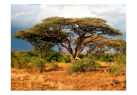 Fototapeta, W krainie Samburu, Kenia, 200X154 DecoNest
