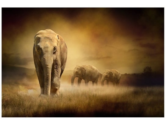 Fototapeta Wędrujące słonie, 200x135 cm Oobrazy