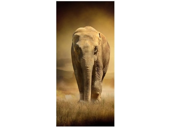 Fototapeta Wędrujące słonie, 95x205 cm Oobrazy