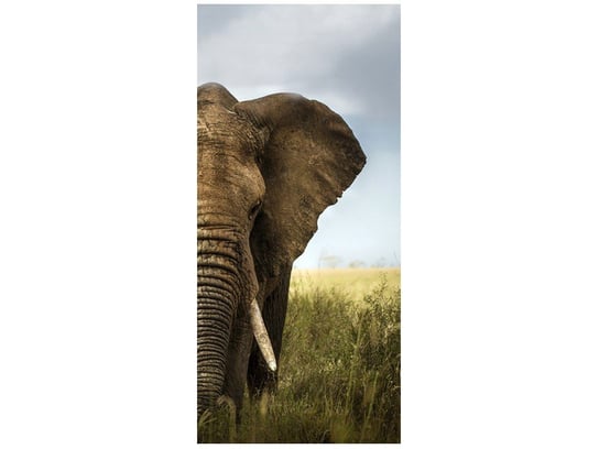 Fototapeta Wielki słoń, 95x205 cm Oobrazy