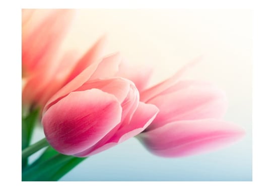 Fototapeta, Wiosna i tulipany, 250X193 DecoNest