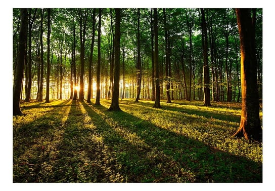 Fototapeta, Wiosna: Poranek w lesie, 100x70 cm DecoNest
