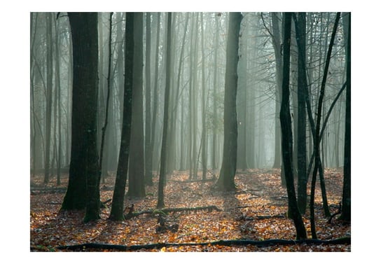 Fototapeta, Witches' forest, 400X309 DecoNest