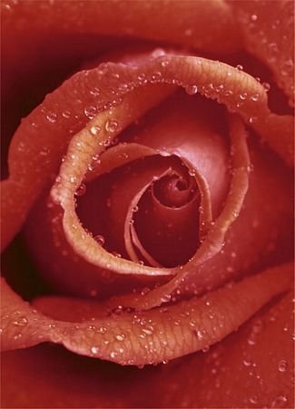 Fototapeta Wizard Czerwona Róża 183x254 cm Wizard