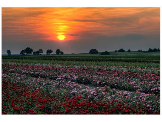 Fototapeta, Zachód słońca nad polem kwiatów, 1 elementów, 200x135 cm Oobrazy