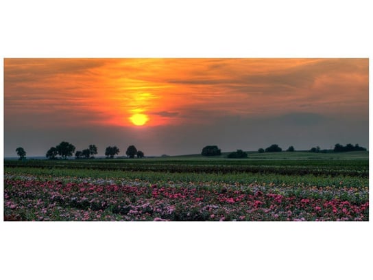 Fototapeta, Zachód słońca nad polem kwiatów, 12 elementów, 536x240 cm Oobrazy
