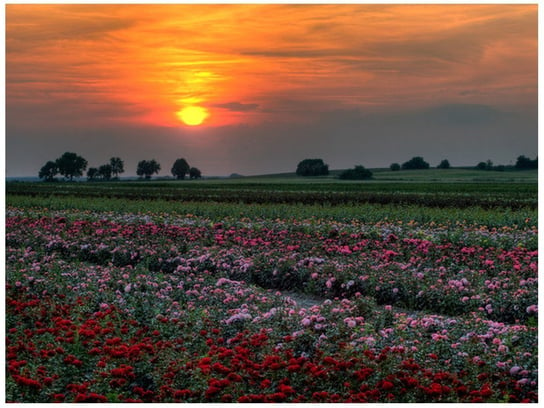 Fototapeta, Zachód słońca nad polem kwiatów, 2 elementów, 200x150 cm Oobrazy