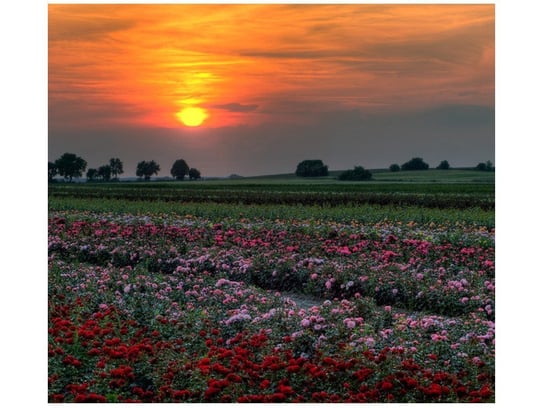 Fototapeta, Zachód słońca nad polem kwiatów, 6 elementów, 268x240 cm Oobrazy