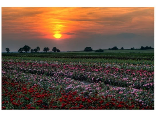 Fototapeta, Zachód słońca nad polem kwiatów, 8 elementów, 368x248 cm Oobrazy
