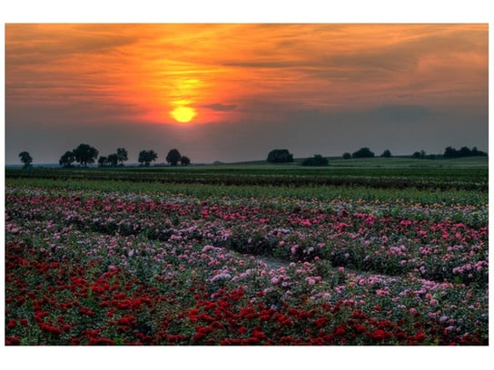 Fototapeta, Zachód słońca nad polem kwiatów, 8 elementów, 400x268 cm Oobrazy