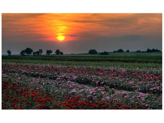 Fototapeta, Zachód słońca nad polem kwiatów, 8 elementów, 412x248 cm Oobrazy