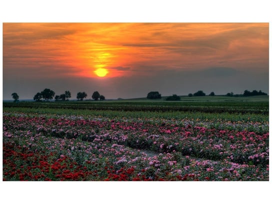 Fototapeta, Zachód słońca nad polem kwiatów, 9 elementów, 402x240 cm Oobrazy