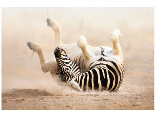 Fototapeta, Zebra, 1 elementów, 200x135 cm Oobrazy