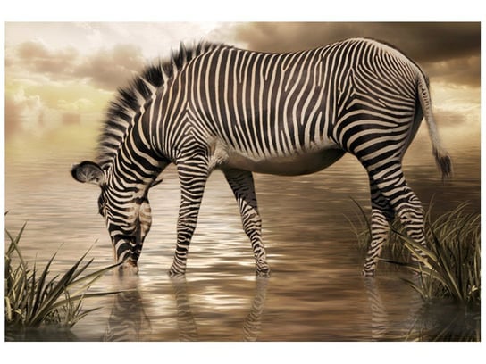 Fototapeta, Zebra przy wodopoju, 1 elementów, 200x135 cm Oobrazy