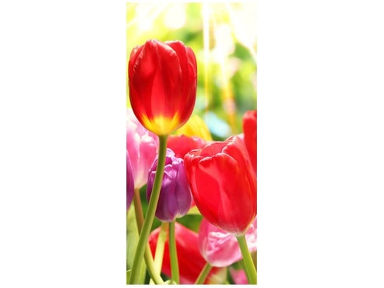 Fototapeta, Żółty tulipan, 1 elementów, 95x205 cm Oobrazy