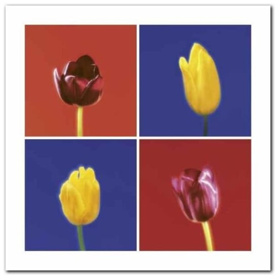Four Tulips plakat obraz 30x30cm Wizard+Genius