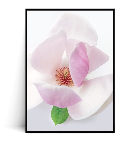 Fox Art Studio, Plakat Kwiat Magnolii,  wymiary 50x70 cm FOX ART STUDIO