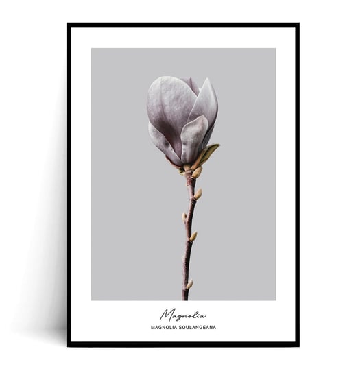 Fox Art Studio, Plakat Magnolia Soulangeana,  wymiary 50x70 cm FOX ART STUDIO