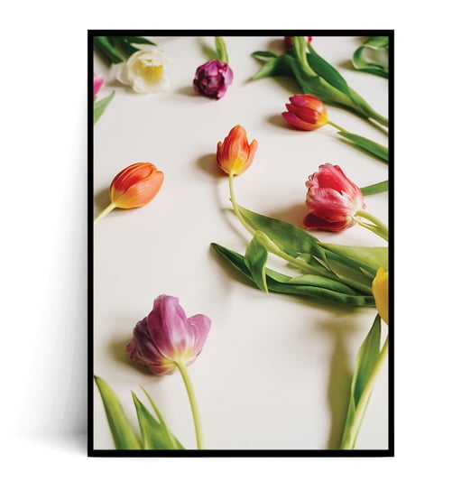 Fox Art Studio, Plakat, Tulipany Wiosenne,   wymiary 50x70 cm FOX ART STUDIO
