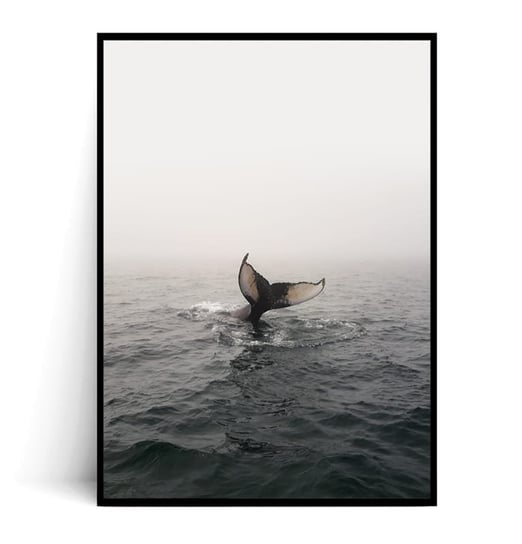Fox Art Studio, Plakat Wieloryb, wymiary 50x70 cm FOX ART STUDIO