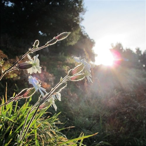 Freedditt Forest of Dusk