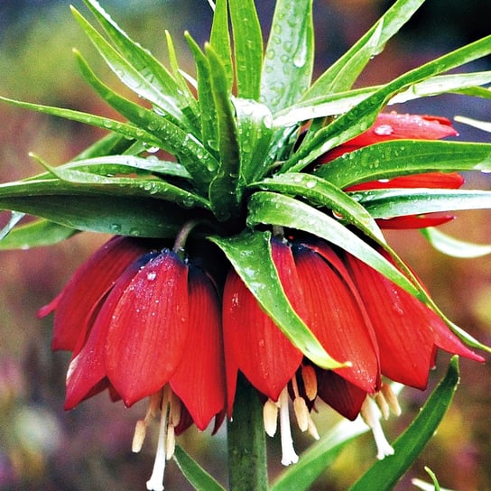 Fritillaria Szachownica Cesarska Czerwona XXL 1 szt Inna marka