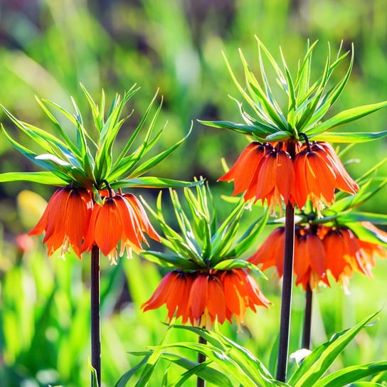 Fritillaria Szachownica Cesarska Garland Star 1 szt Inna marka