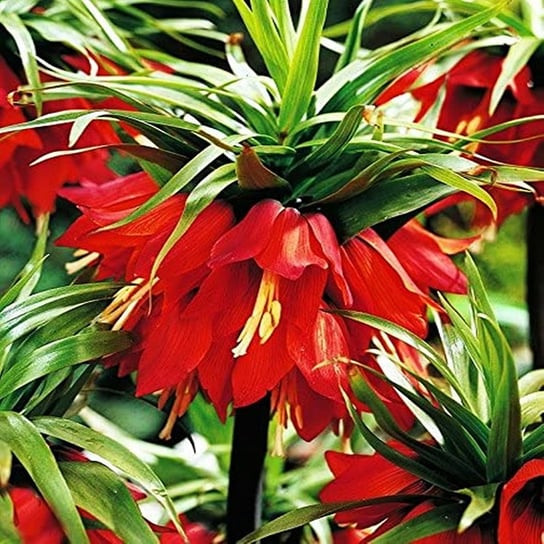 Fritillaria Szachownica Cesarska Red Beauty 1 szt Inna marka