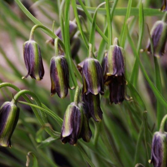 Fritillaria Szachownica Elwessi 3 szt cebulki Inna marka