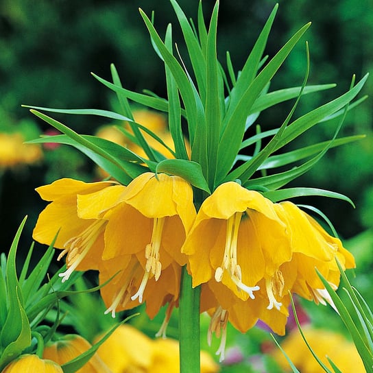 Fritillaria Szachownica Korona Cesarska Żółta XXL 1 szt. BENEX